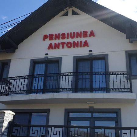 Pensiunea Antonia Sighetu Marmaţiei Dış mekan fotoğraf